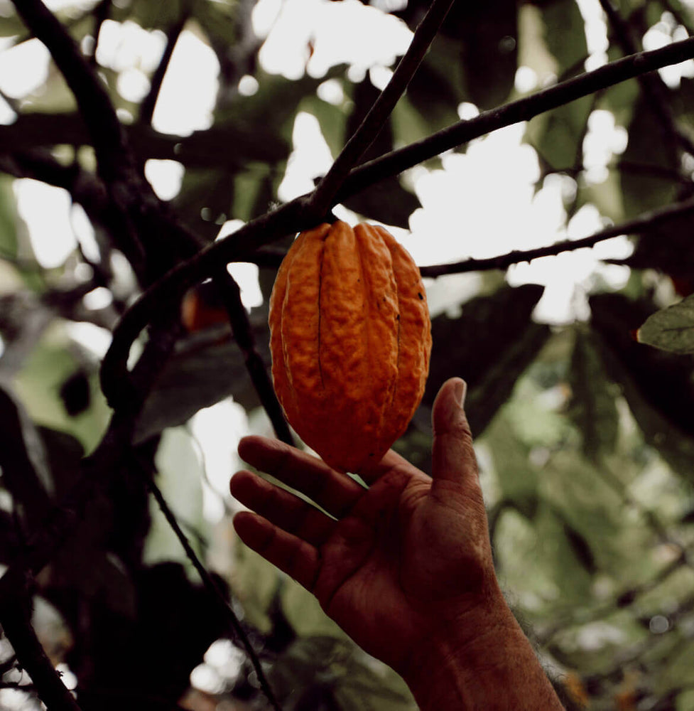 A hand reaching toward a Cacao pod on a tree