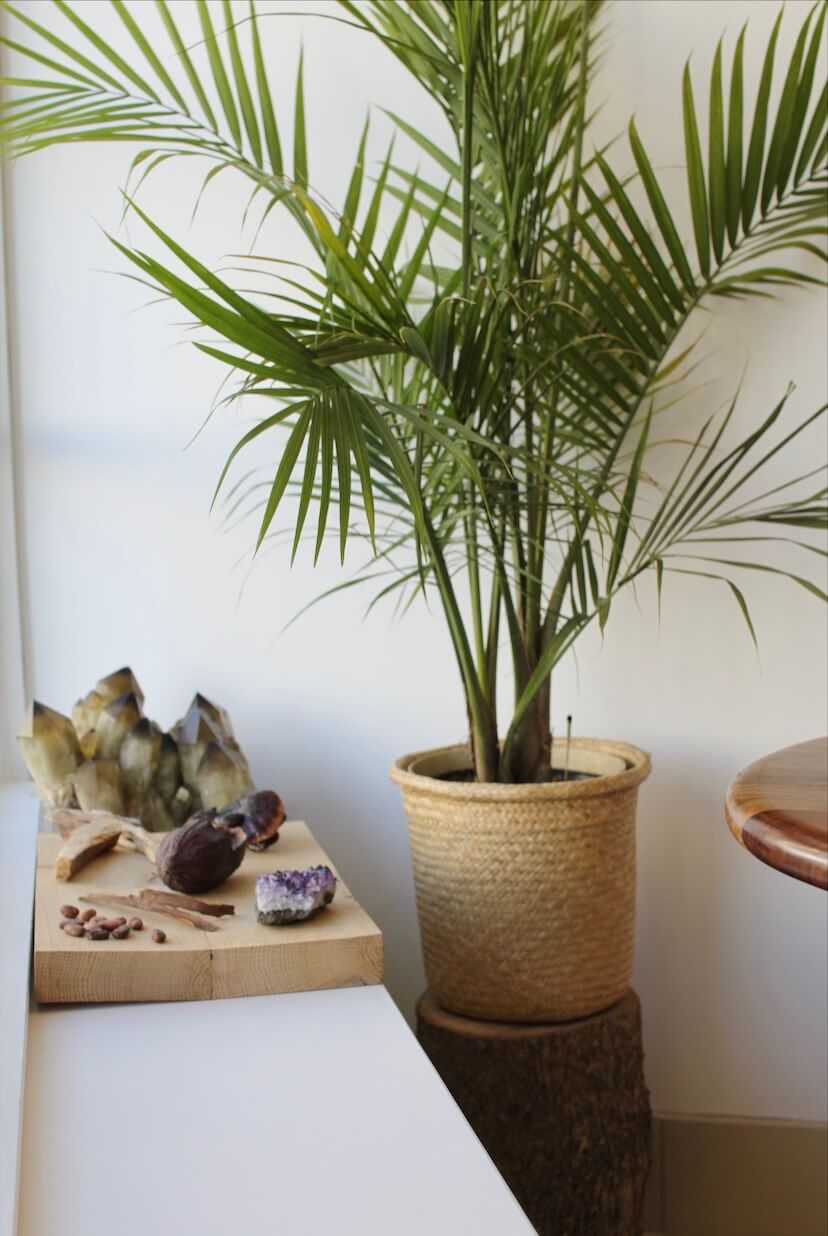 Crystals and cacao pods on a board with plants in the background