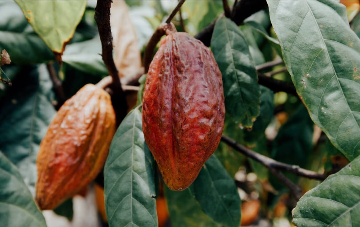 arriba nacional cacao pods hanging on the tree