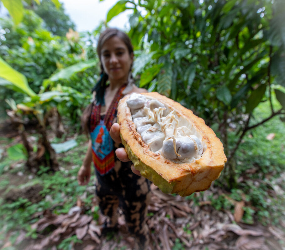 A woman in a cacao plantation with a split pod of fresh Arriba Nacional cacao fruit